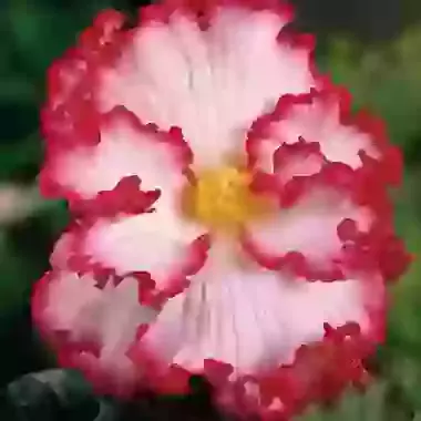 Crispa Marginata White